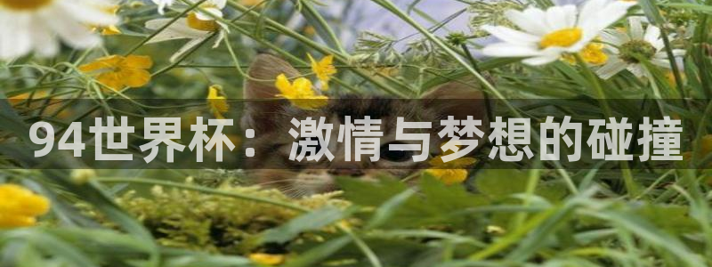 2026年世界杯直播平台:94世界杯:激情与梦想的碰撞
